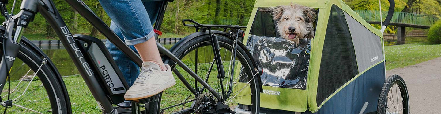 Chien dans une remorque vélo attachée à un vélo