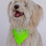 Bandana refletissant corail fluo pour chien marque GOFLUO modele securite visible en exterieur