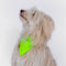 Bandana reflecteur pour chien gofluo modele vert fluo pour une meilleure visibilite en promenade