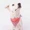 Bandana reflecteur corail pour chien marque GOFLUO modele securite optimale en promenade