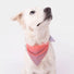 Bandana reflecteur corail pour chien marque GOFLUO modele securite optimale en promenade