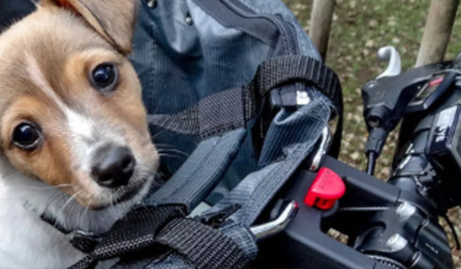 Transporter son chien à vélo